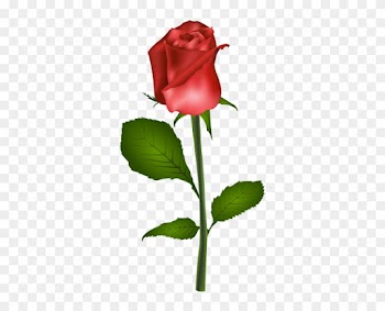 Red Rose Transparent Clip Art Image - Rose Clipart Free No Transparent