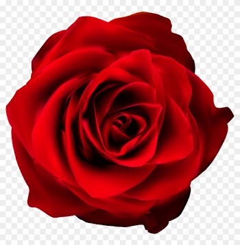 Red Rose Transparent Png Clip Art Imageu200b Gallery - Rose