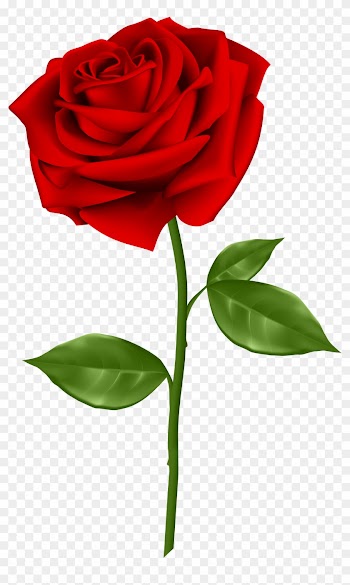 Red Rose Transparent Png Clip Art - Rose Png