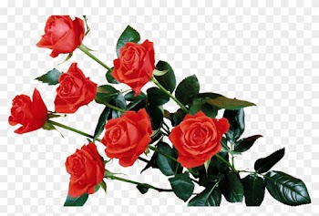 Red Rose Transparent Png - Flowers Rose Wallpaper Png