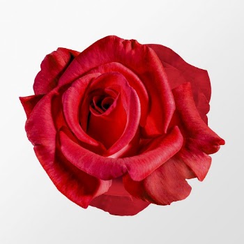 Red rose, valentine's flower clipart | Free Photo - rawpixel