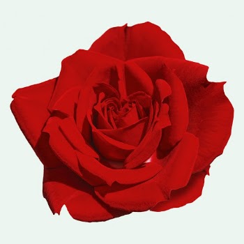 Red rose, valentine's flower clipart | Free PSD - rawpixel