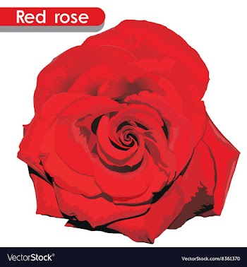 Red Rose vector image