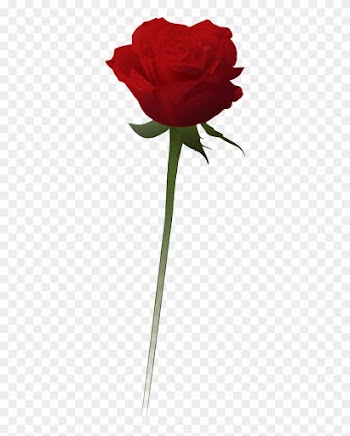 Red Rose Vector - Red Rose Vector Png
