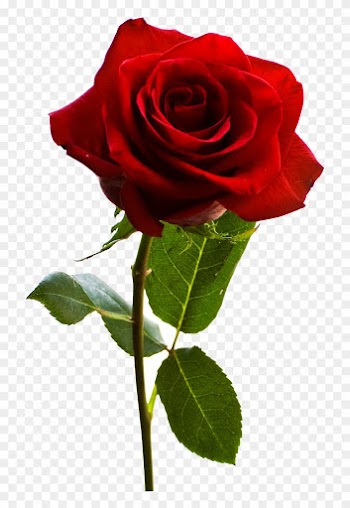 Red Rose Vector - Rose Flower Png