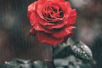 Red rose wallpaper in the rain | Free stock photo | High Resolution image