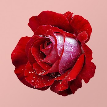 Red rose, wet flower clipart | Free PSD - rawpixel