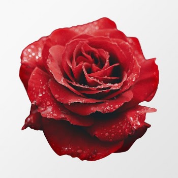 Red rose, wet flower collage | Free PSD - rawpixel