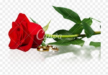Red Rose With A Wedding Rings - Png Blumenladen