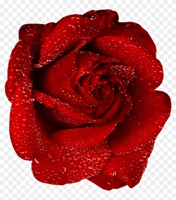 Red Rose With Dew Clipart - Red Rose Gif Png