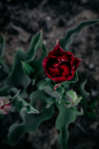 Red Rose With Green Leaves