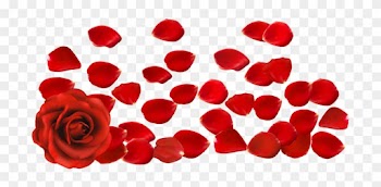 Red Rose With Petals Png Clipart Picture - Rose Petals Png Transparent