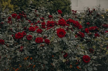 Red Roses