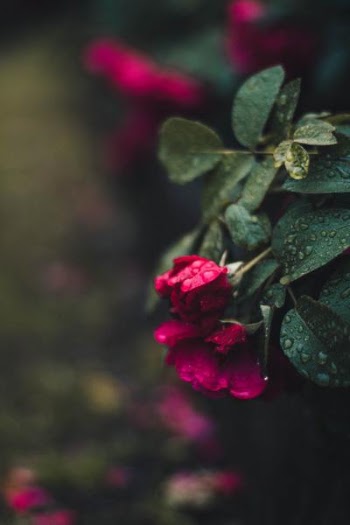 Red Roses