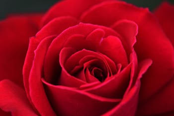 Red Roses