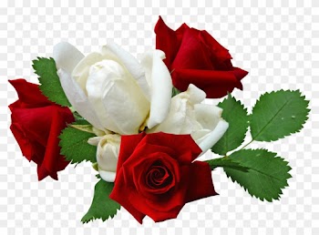 Red Roses And White Roses - Red And White Rose Png