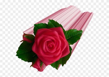 Red Roses Cluster - Garden Roses