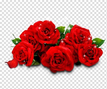 Red roses illustration, Beach rose Garden roses Red Flower, Rose transparent background PNG clipart