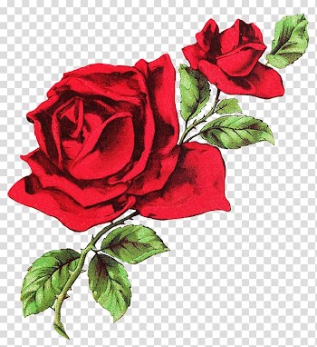 Red roses illustration, T-shirt Rose Drawing Flower , red rose transparent background PNG clipart