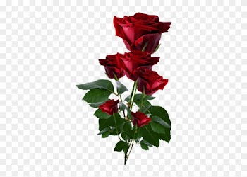 Red Roses Png Clipart - Beautiful Red Roses Images For Facebook