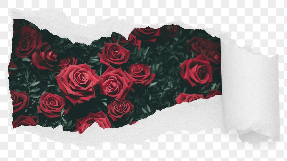 Red roses png garden ripped | Free PNG - rawpixel