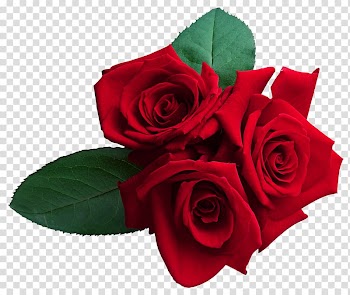 Red roses , Rose , Red Roses transparent background PNG clipart