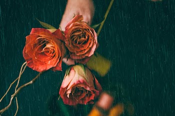 Red roses under the rain | Free stock photo | High Resolution image
