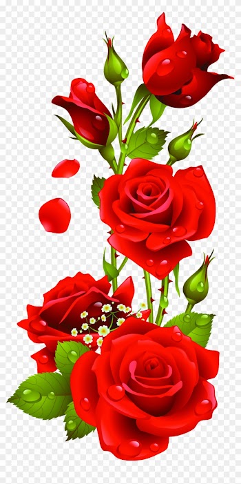 Red Roses Vector, Kyrmyzy Gul Png Resimler, Png Kyrmyzy - Rose Png