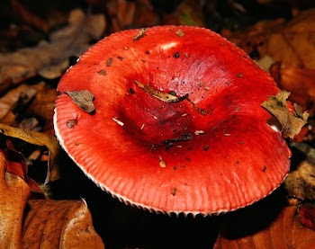 Red Round Flower With Withered Leaves