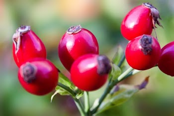 Red Round Fruit