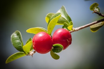 Red Round Fruit on Stem