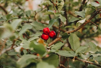 Red Round Fruits