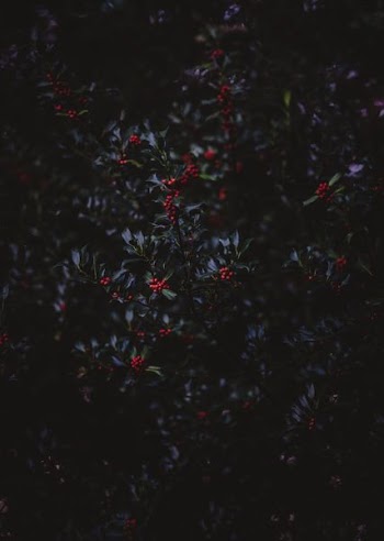 red round fruits and green plants