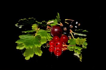 Red Round Small Berry