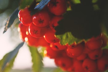 Red rowan