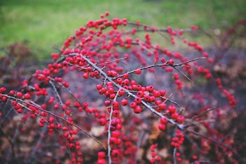 Red rowan