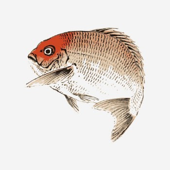 Red sea bream fish clipart, | Free Photo - rawpixel