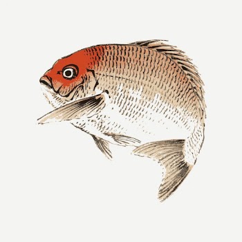 Red sea bream fish clipart, | Free PSD - rawpixel