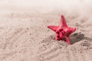 red sea star and shells on sand