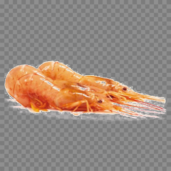 Red Shrimp Free PNG Image