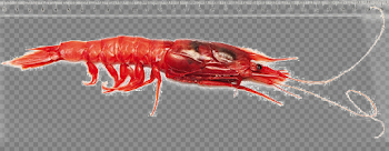 Red Shrimp PNG Picture