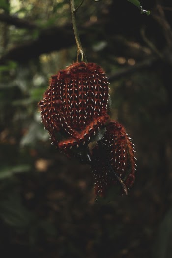 Red Spider