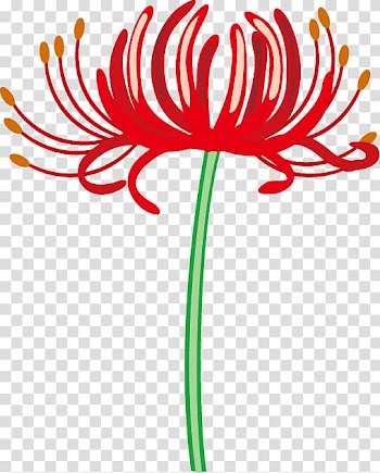 Red spider lily Floral design Flower , others transparent background PNG clipart
