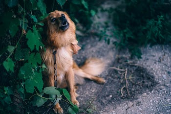 Red Spitz Sitting Beside Plant
