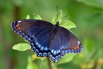 Red-spotted Purple.jpg