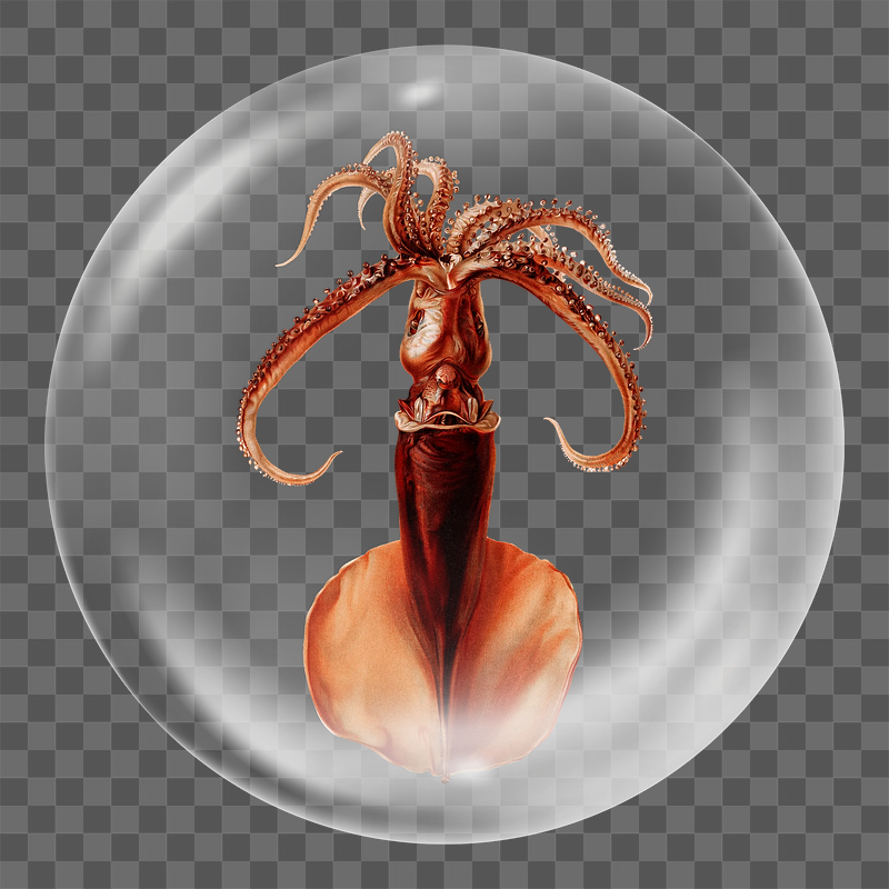 Red squid png sticker,  | Free PNG - rawpixel