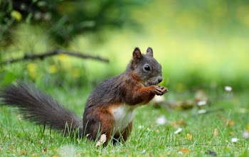 Red Squirrel on Grass Field