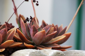 Red Succulents