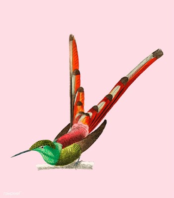 Red-tailed comet (Oiseau nouche Sapho) illust.. | Free stock vector - 467251