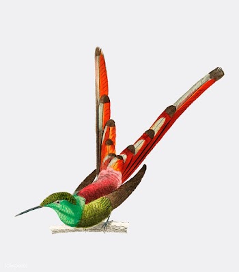 Red-tailed comet (Oiseau nouche Sapho) illust.. | Free stock vector - 467279
